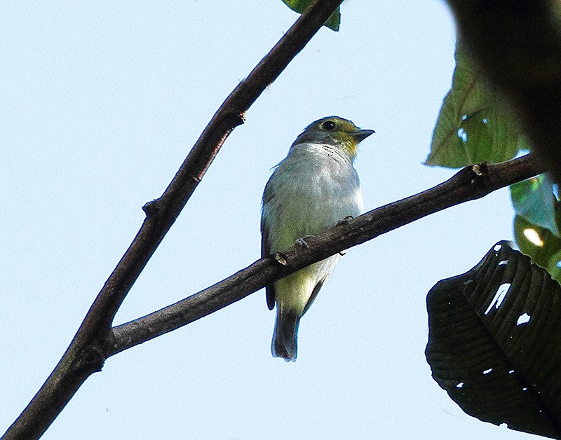 Wing-barred Piprites - ML636869693