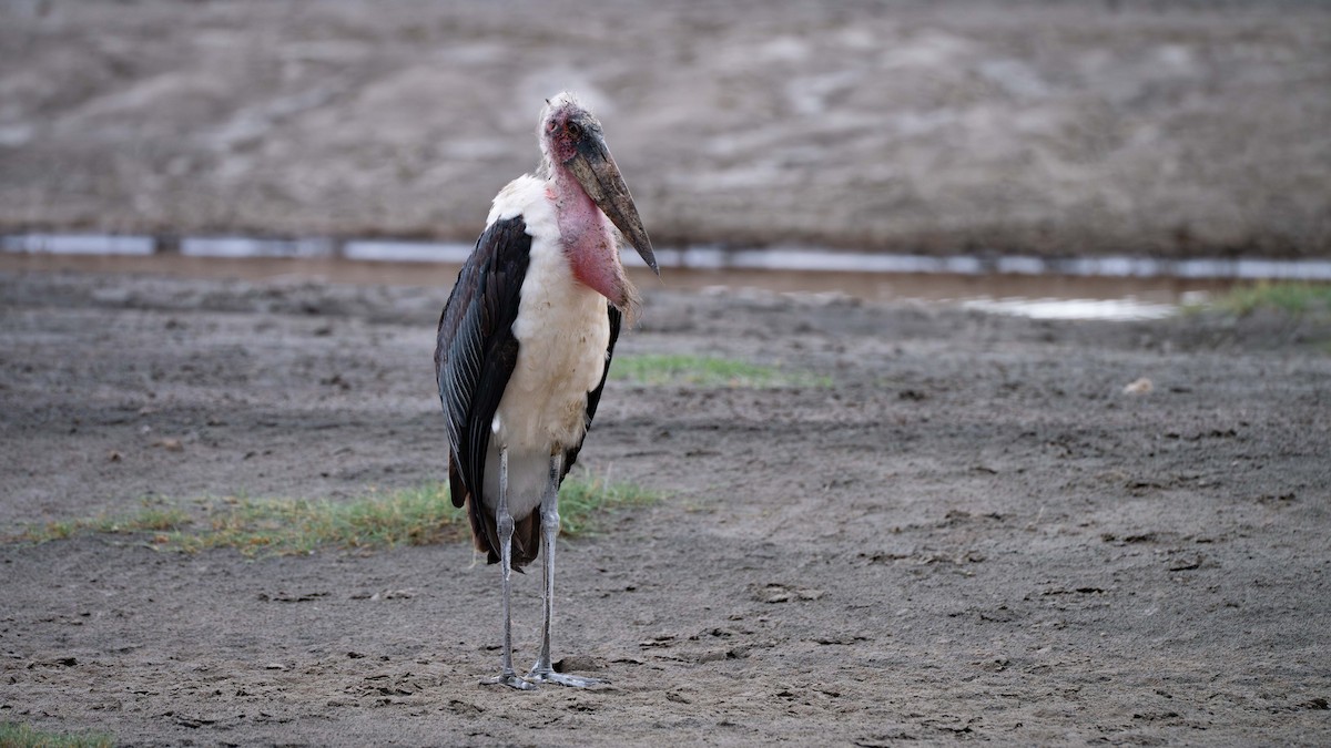 Marabou Stork - ML636869752
