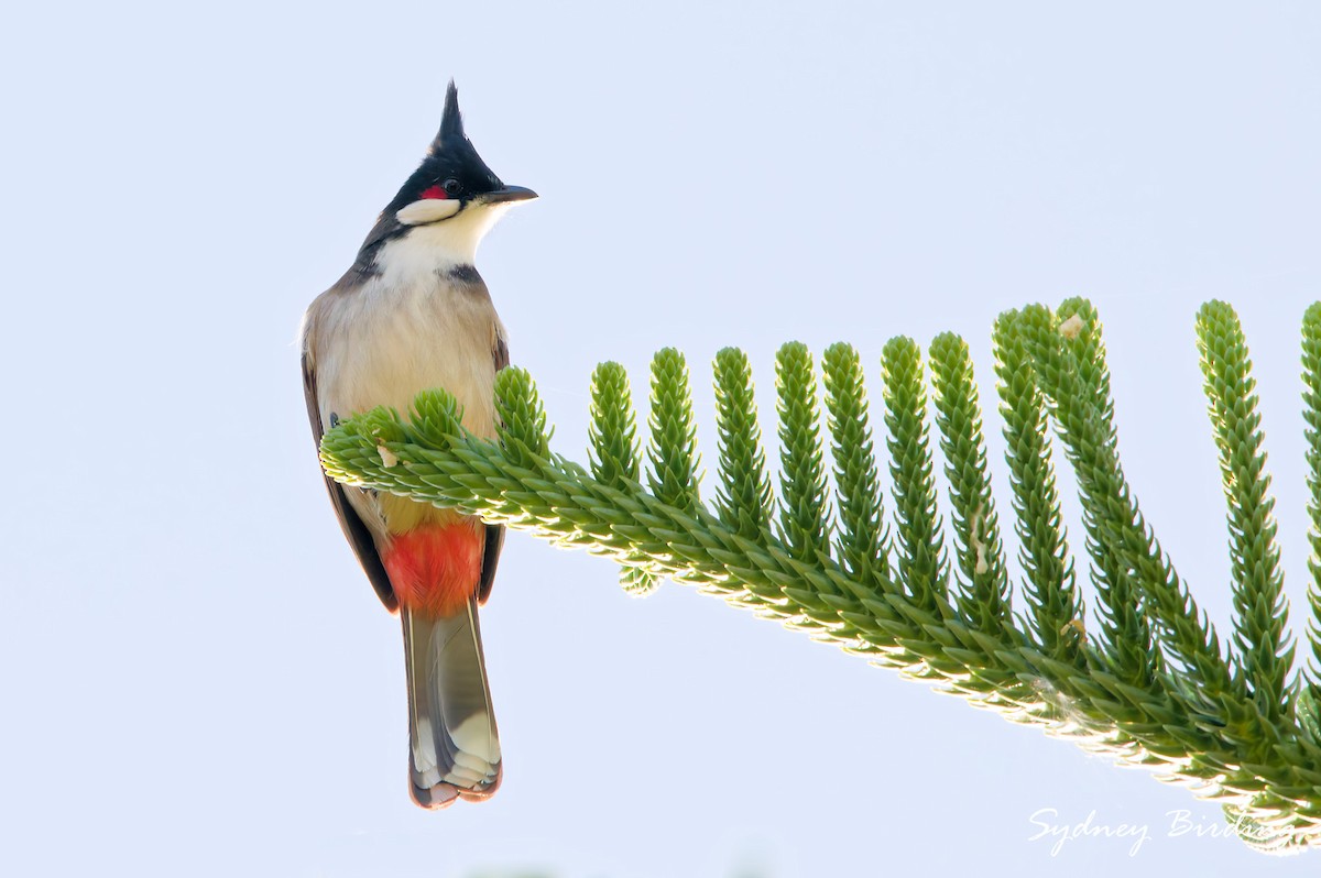Red-whiskered Bulbul - ML636869874