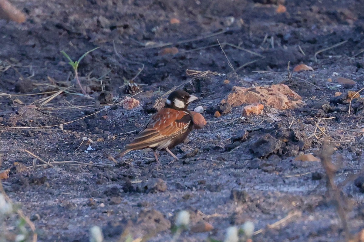 Chestnut-backed Sparrow-Lark - ML636869879