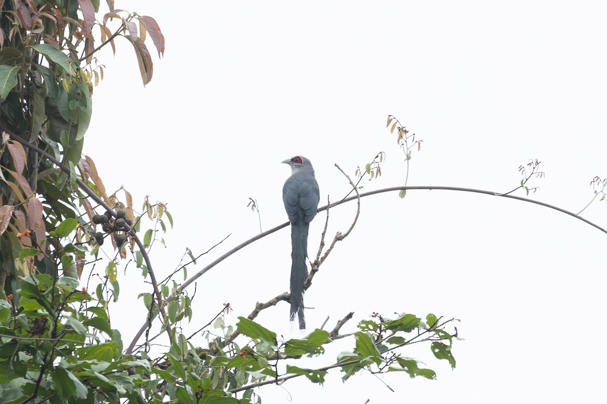 Green-billed Malkoha - ML636869895