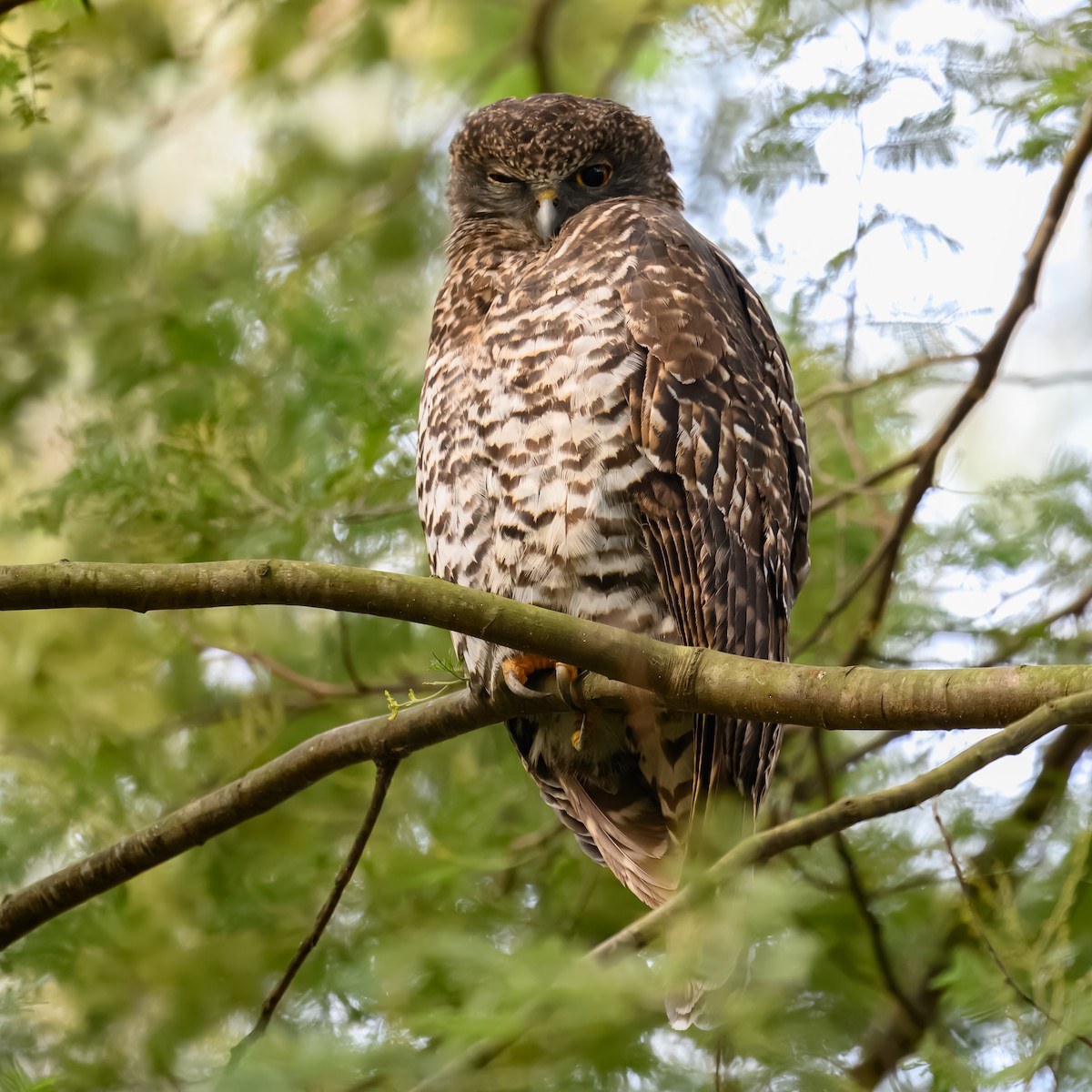 Powerful Owl - ML636869896