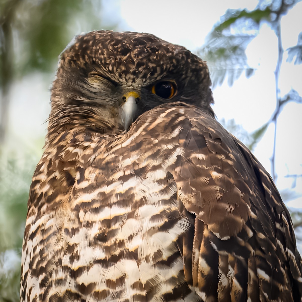 Powerful Owl - ML636869897