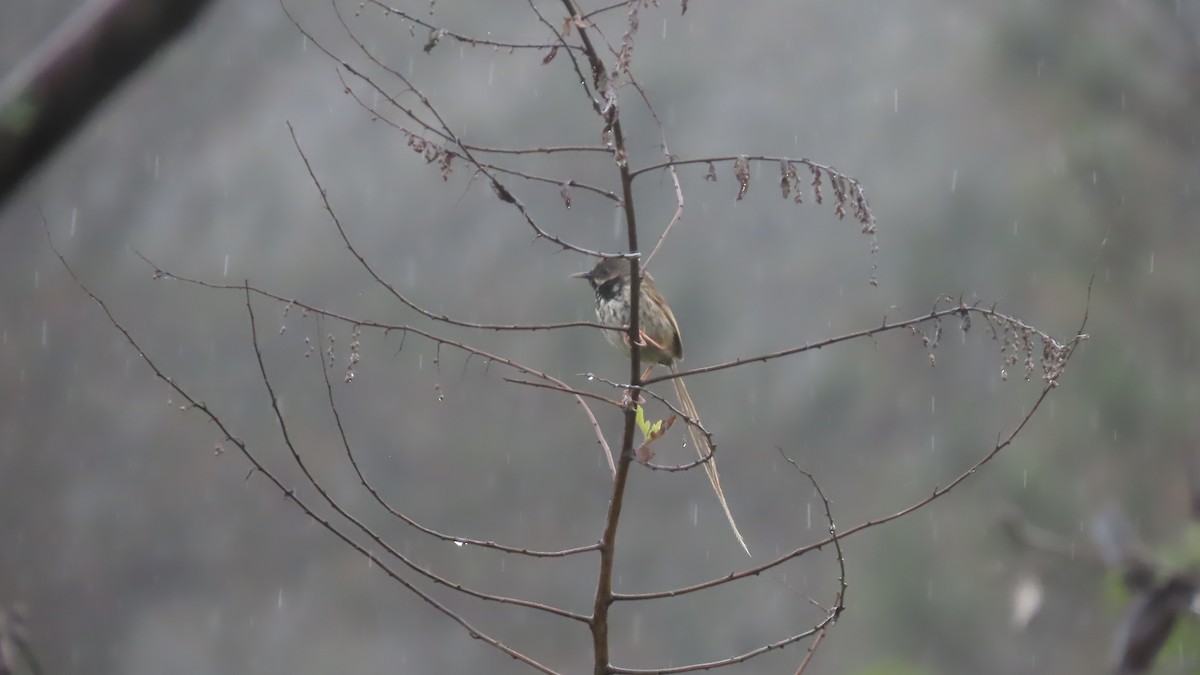 Black-throated Prinia - ML636869910