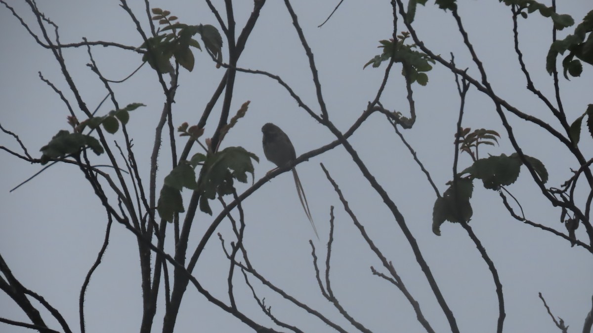 Black-throated Prinia - ML636869911