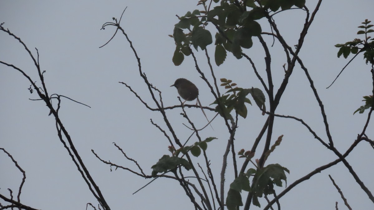 Black-throated Prinia - ML636869912