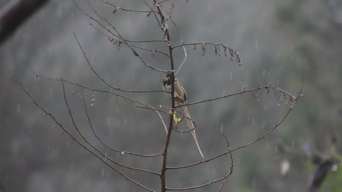 Black-throated Prinia - ML636869917