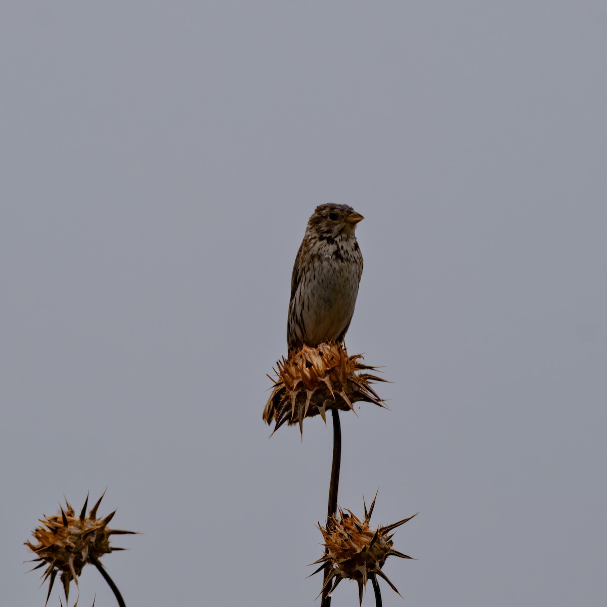 Corn Bunting - ML636869936