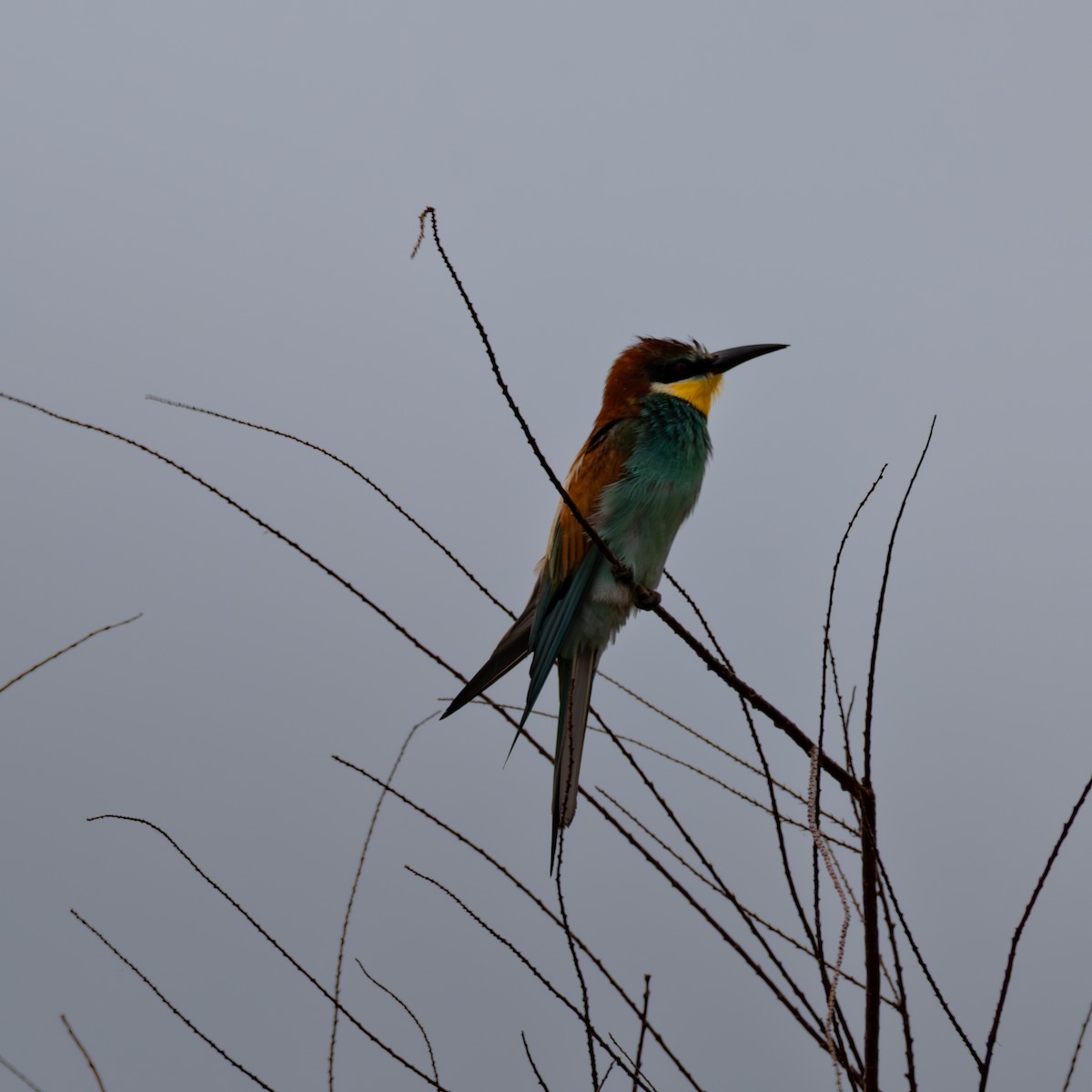 European Bee-eater - ML636869947