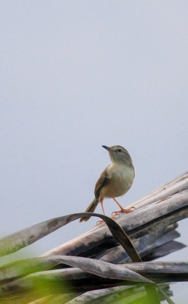 Prinia simple - ML636869955