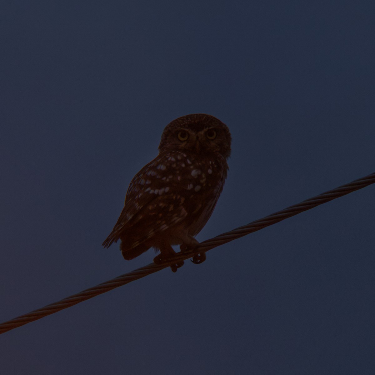 Little Owl - ML636869959