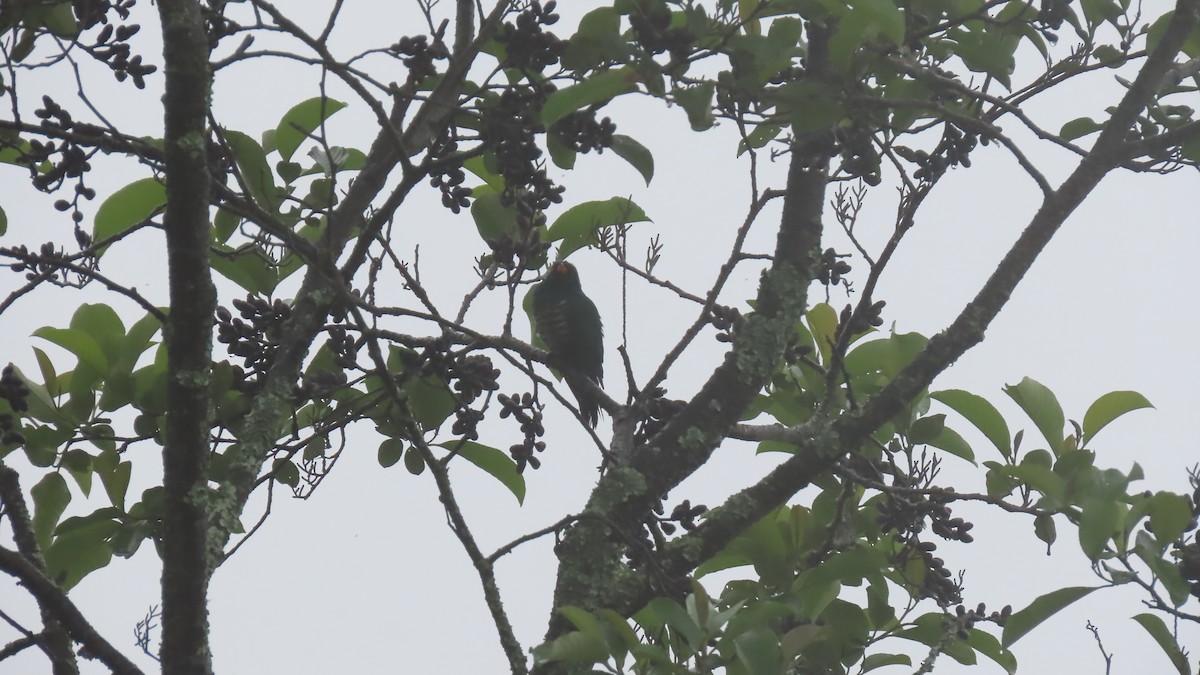 Asian Emerald Cuckoo - ML636869964