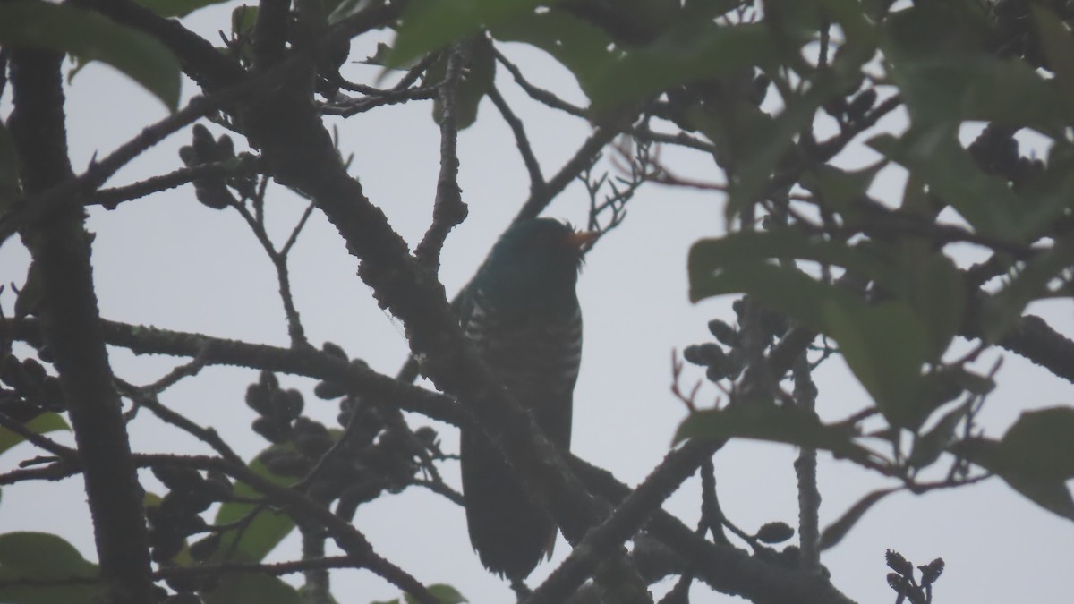 Asian Emerald Cuckoo - ML636869970