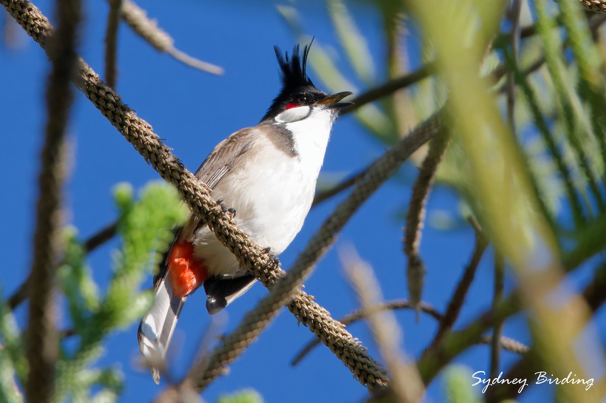 Red-whiskered Bulbul - ML636869977