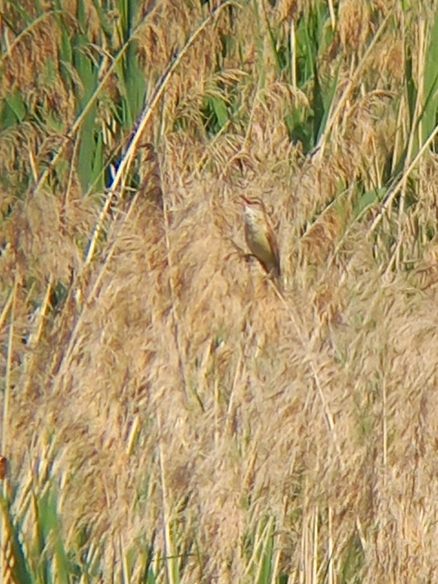 Great Reed Warbler - ML636869978