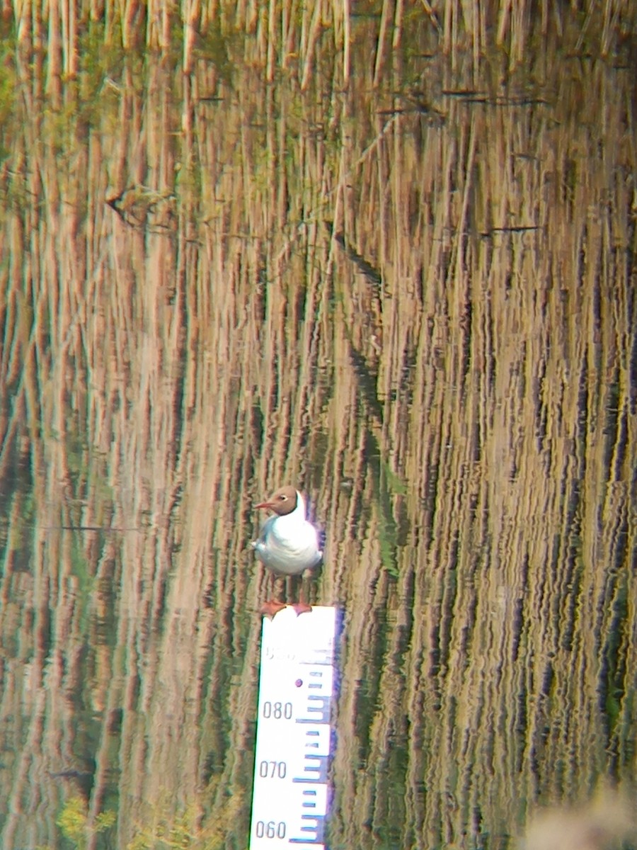 Black-headed Gull - ML636869985