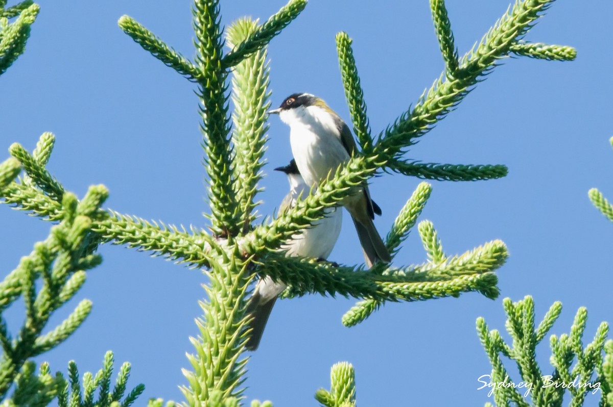 White-naped Honeyeater - ML636870004