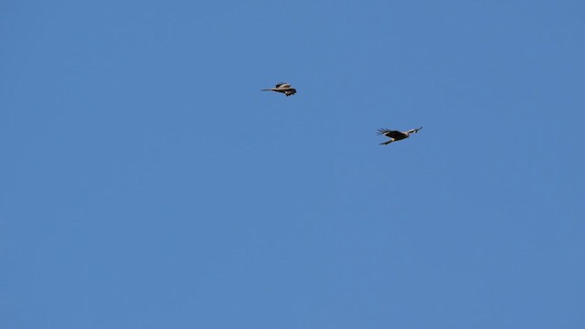 Red Kite - ML636870021