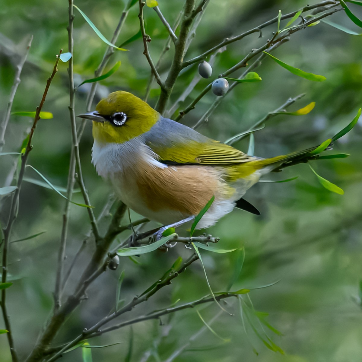 Silvereye - ML636870025