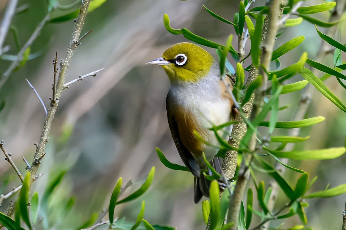 Silvereye - ML636870026