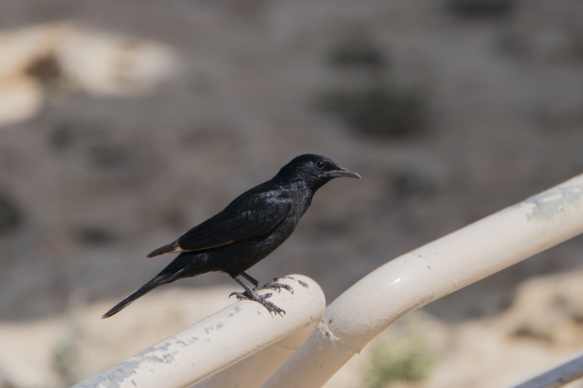 Tristram's Starling - ML636870053