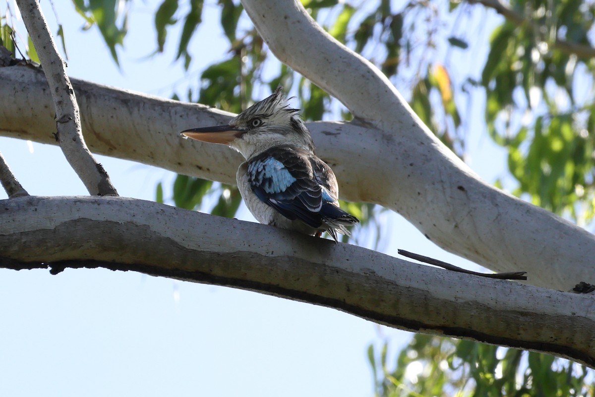 Blue-winged Kookaburra - ML636870118