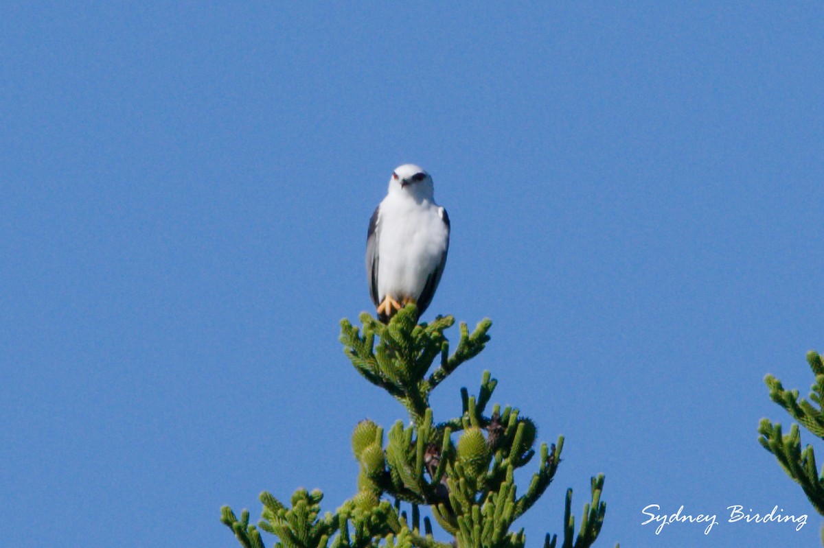 Black-shouldered Kite - ML636870121
