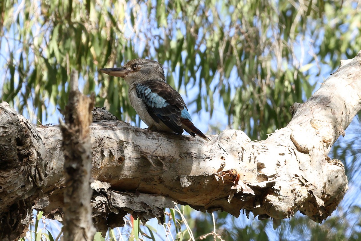 Blue-winged Kookaburra - ML636870122
