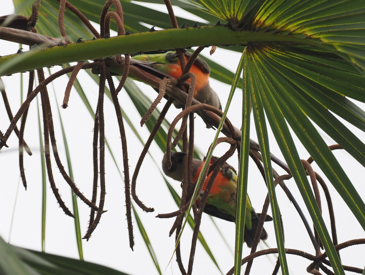 Red-bellied Parrot - ML636870137