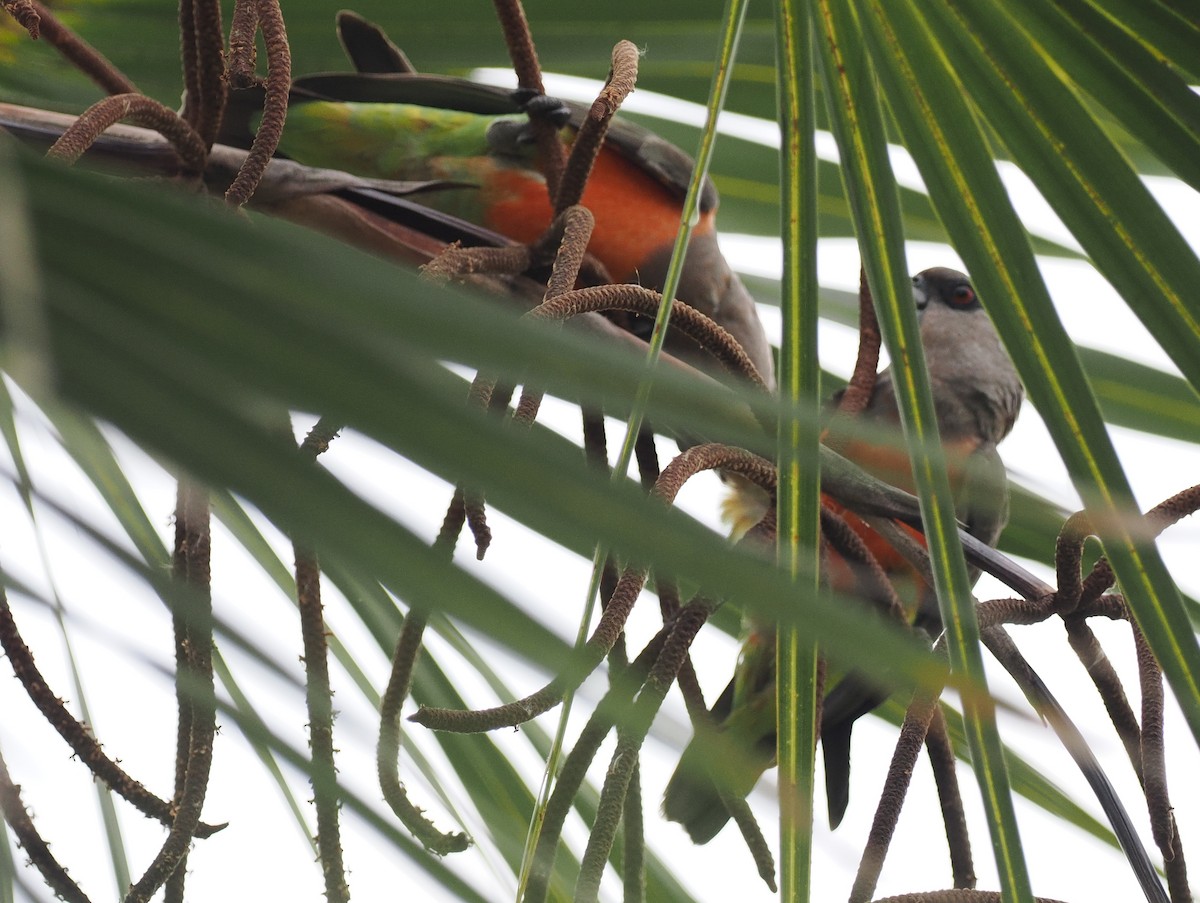 Red-bellied Parrot - ML636870139