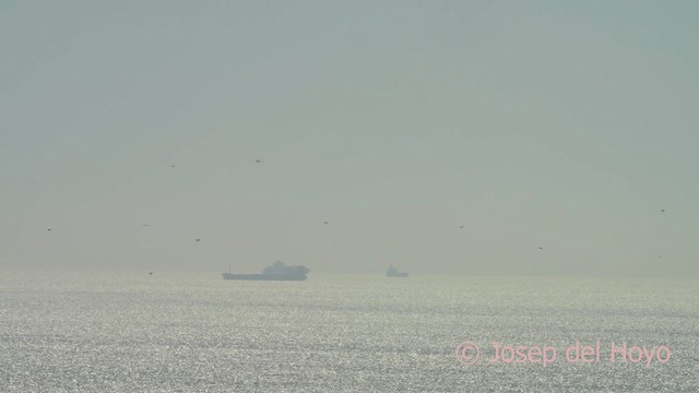 Gänsegeier - ML636870167