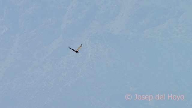 Gänsegeier - ML636870169