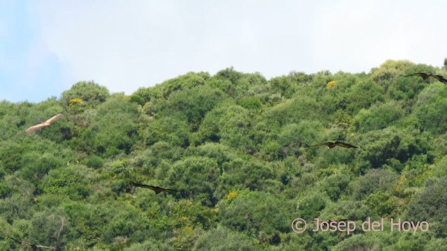 Gänsegeier - ML636870181