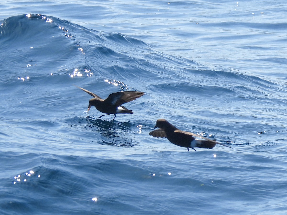 European Storm-Petrel - ML636870195
