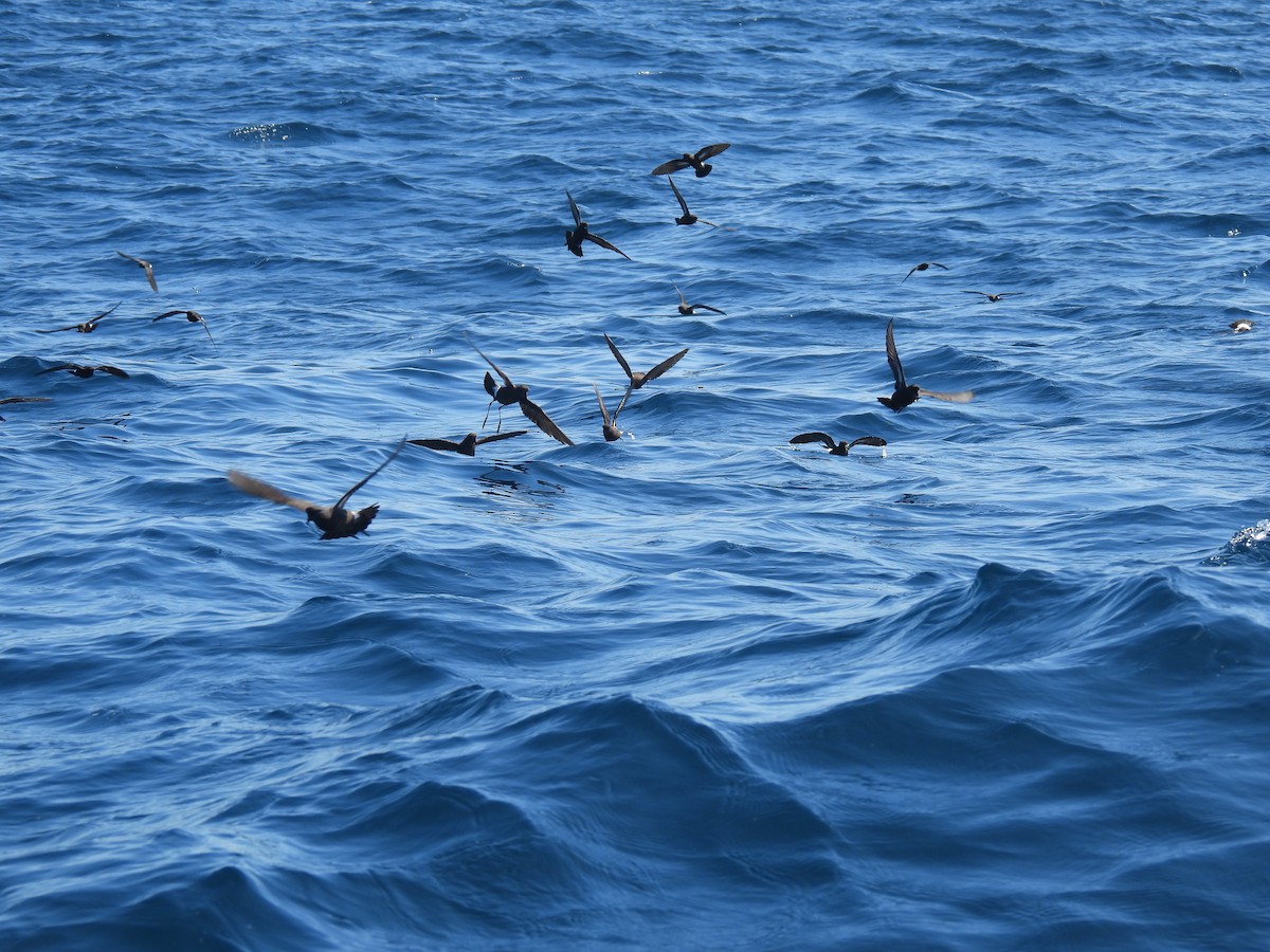 European Storm-Petrel - ML636870217