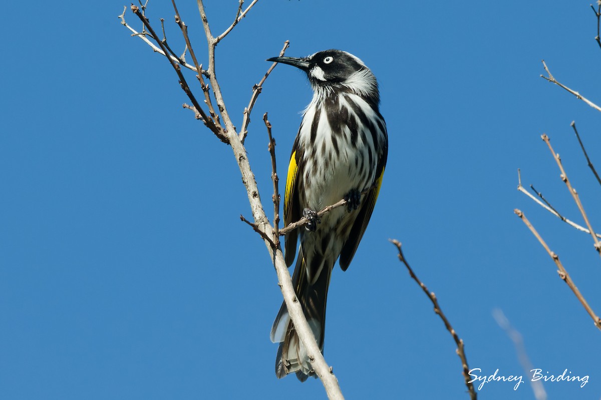 New Holland Honeyeater - ML636870242
