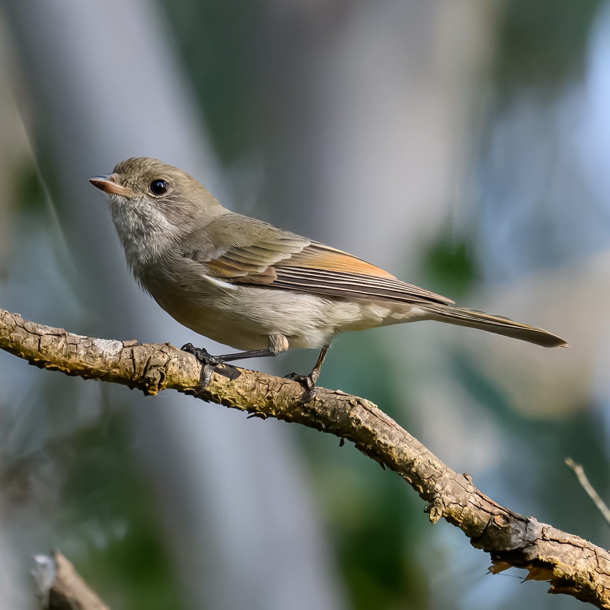 Golden Whistler - ML636870313