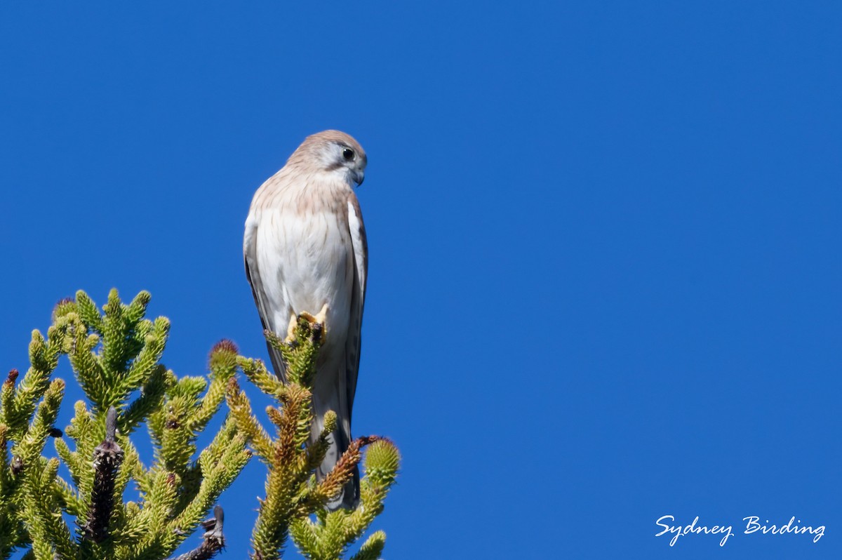 Nankeen Kestrel - ML636870322