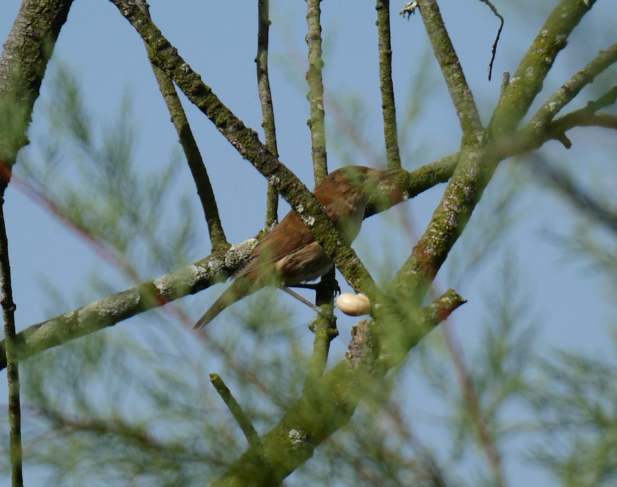 Savi's Warbler - ML636870327