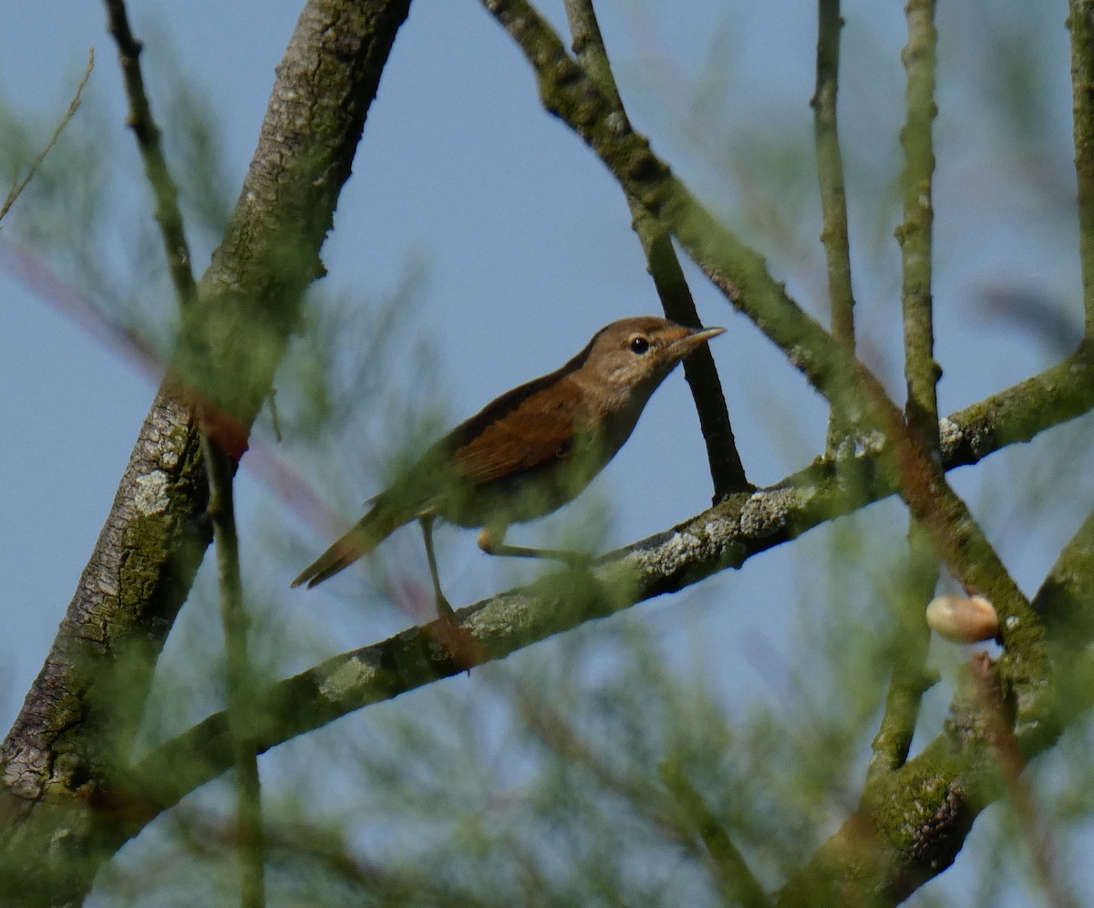 Savi's Warbler - ML636870328