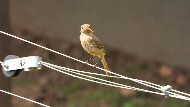Familiar Chat - ML636870349