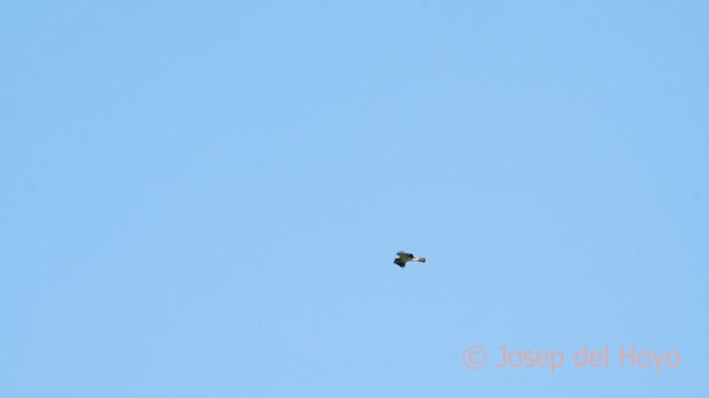 Aquila minore - ML636870392
