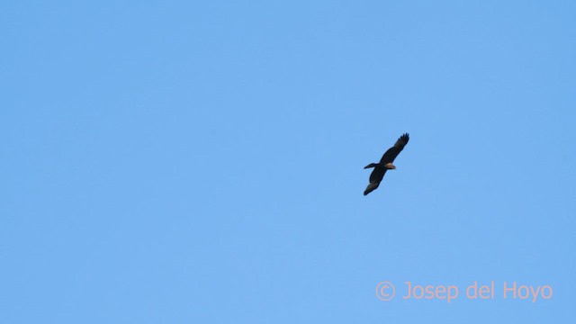 Aquila minore - ML636870397