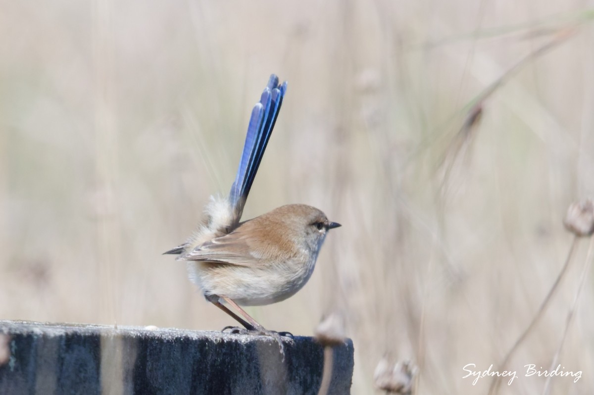 Superb Fairywren - ML636870474