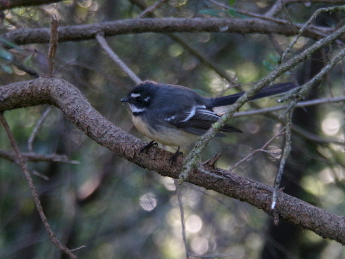 Gray Fantail - ML636870506