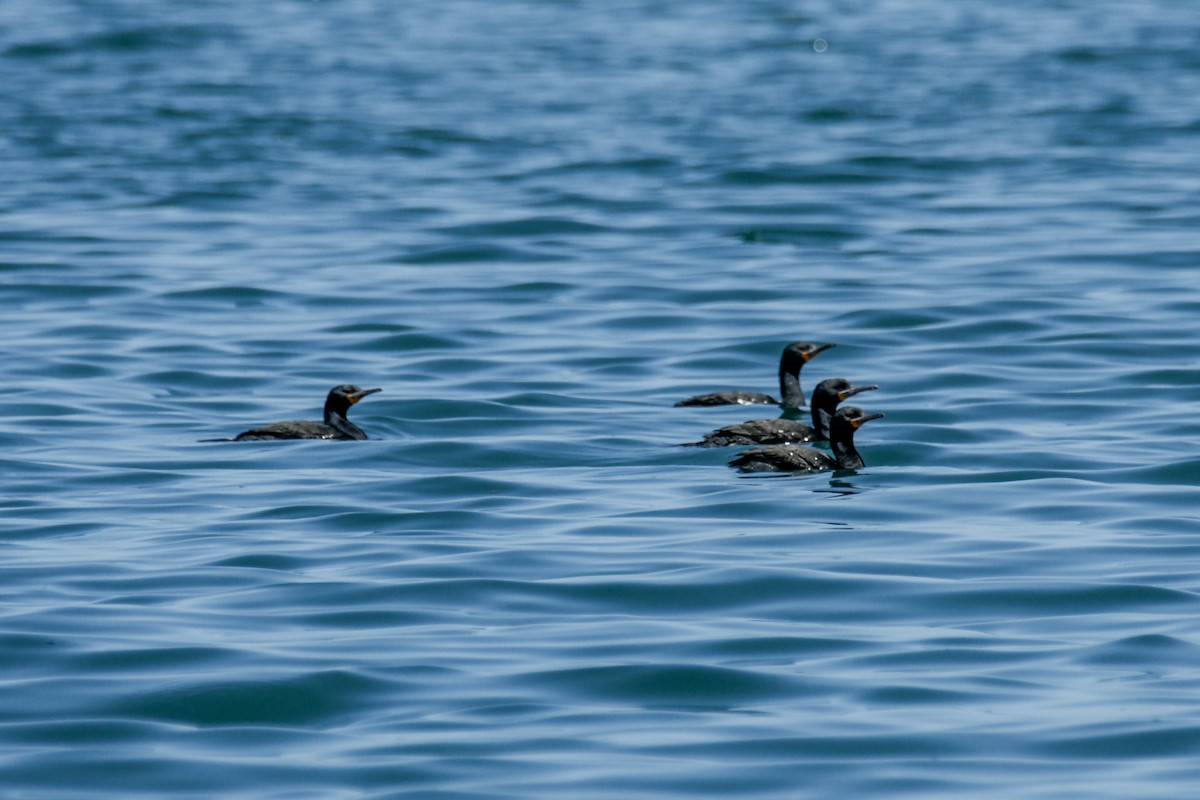 Cape Cormorant - ML636870558