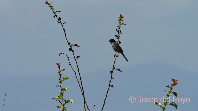 Sardinian Warbler - ML636870570
