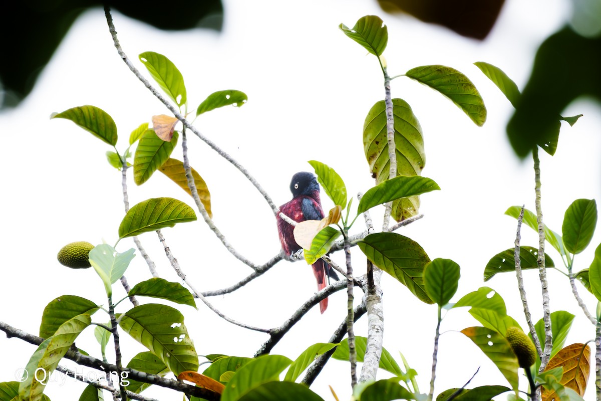 Maroon Oriole (Maroon) - ML636870598