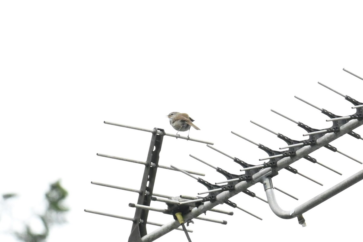 Japanese Bush Warbler - ML636870611