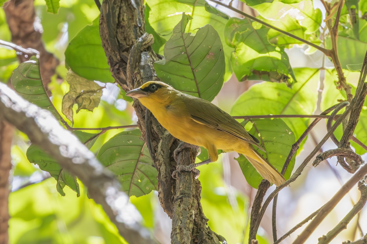 Olive-naped Weaver - ML636870623